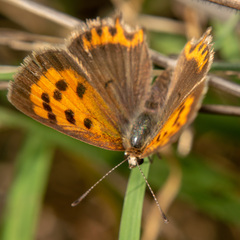 Lycaena phlaeas