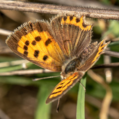 Lycaena phlaeas