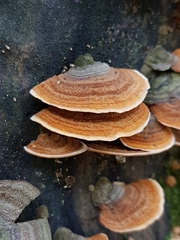 Stereum versicolor