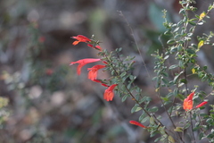 Clinopodium coccineum