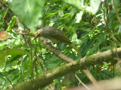 Pycnonotus zeylanicus