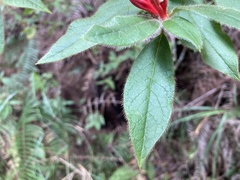 Rhododendron oldhamii