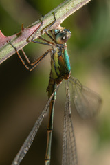 Chalcolestes viridis