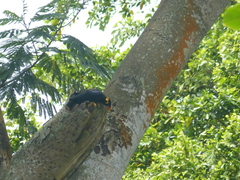 Gracula religiosa