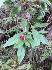 Rhododendron oldhamii