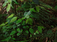 Phyllanthaceae