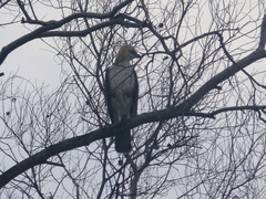 Nisaetus cirrhatus limnaeetus