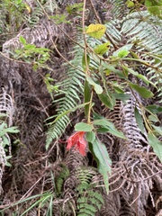 Rhododendron oldhamii