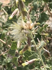 Brickellia desertorum