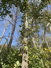 Populus tremula