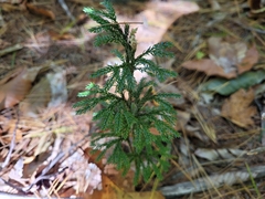 Dendrolycopodium hickeyi