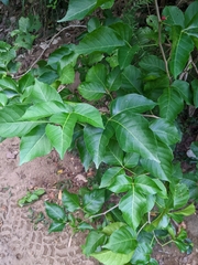 Allophylus timorensis