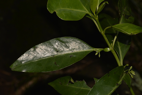 Geniostoma petiolosum observed 2022-10-03