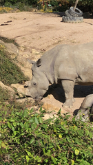 Ceratotherium simum