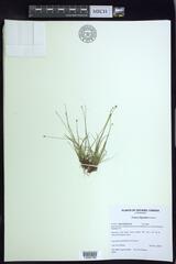 Carex leptalea