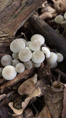Mycena galericulata