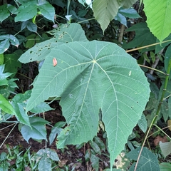Macaranga bancana