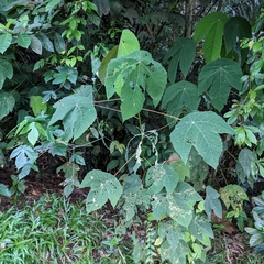 Macaranga bancana