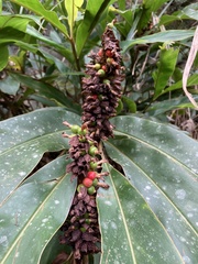 Alpinia