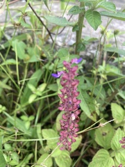 Coleus