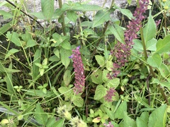 Coleus