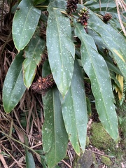 Alpinia