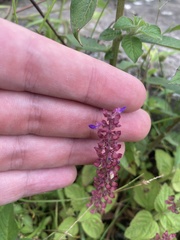 Coleus