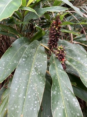 Alpinia