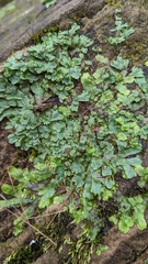 Marchantia