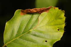 Orchestes fagi