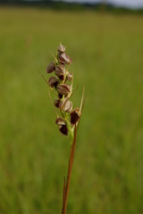 Orthochilus pottsii