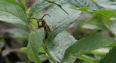 Dolichovespula arenaria
