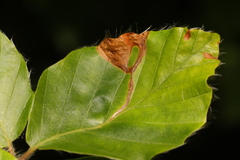 Orchestes fagi