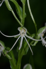 Habenaria macroceratitis