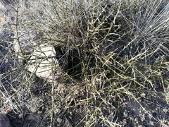 Adolphia californica