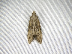 Empalactis neotaphronoma