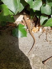 Podarcis muralis