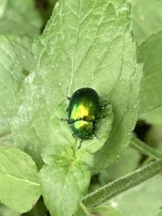 Chrysolina herbacea