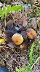 Agaricineae