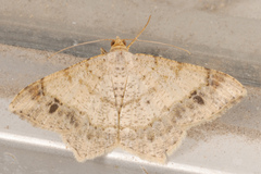 Macaria bisignata