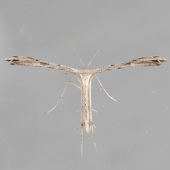 Adaina ambrosiae