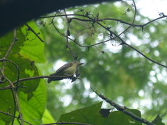 Ficedula zanthopygia