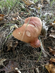 Boletus chippewaensis
