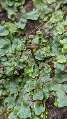 Marchantia
