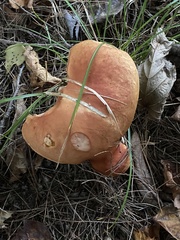 Boletus chippewaensis