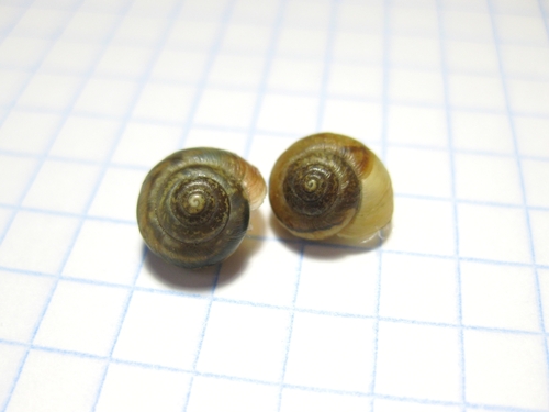 Stenomphalia selecta