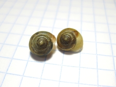 Stenomphalia selecta