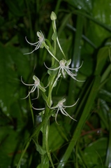 Habenaria macroceratitis