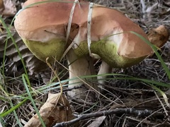 Boletus chippewaensis