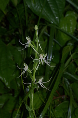 Habenaria macroceratitis